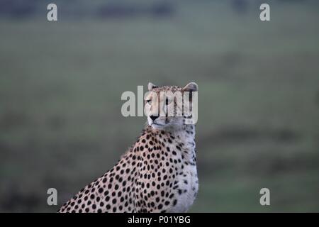 Lone cheetah seduta sul verde del Masai Mara savannah in cerca di prede. Foto scattata la mattina presto, zona di Olare Motorogi Conservancy. Acinonyx jubatus