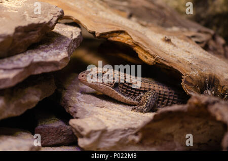 Placcato in Sudan lizard (Gerrhosaurus major) seduto sotto una pietra. Foto Stock