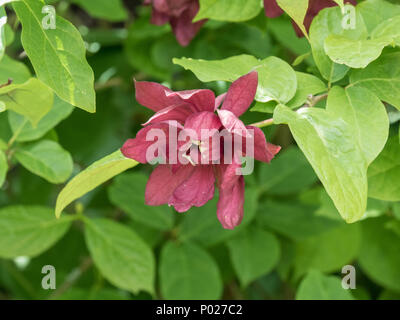 Close up di un singolo fiore di Sinocalycanthus raulstonii Hartlage 'vino' Foto Stock