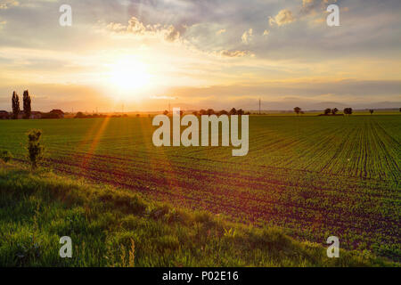 Gree field at sunset Foto Stock