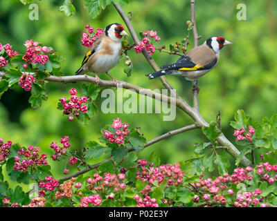 Una coppia di cardellini Carduelis carduelis su red biancospino Blossom Foto Stock