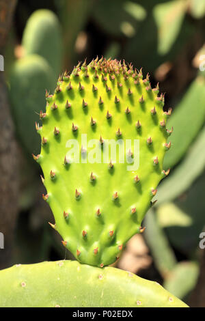 Nuovo fresco verde Opuntia cactus baby pad lasciare in primavera Foto Stock