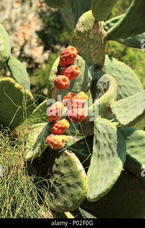 L' Opuntia cactus con tonni frutti Foto Stock