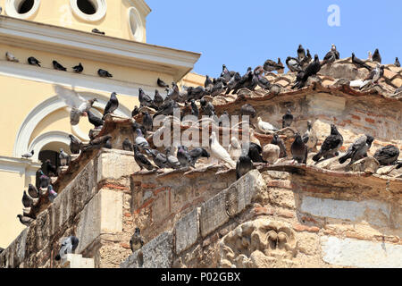 Uccelli urbana, piccioni selvatici (Columba livia domestica) ad Atene Foto Stock
