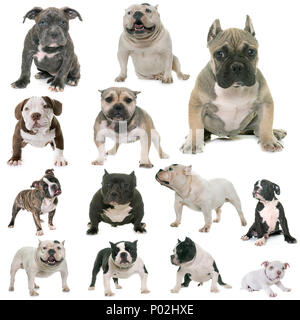 Gruppo di american bully davanti a uno sfondo bianco Foto Stock