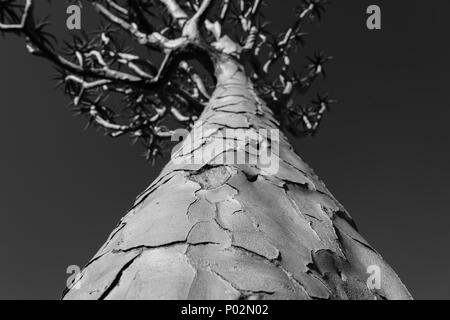 La Namibia Quiver Tree Forest paesaggio di Keetmanshoop Foto Stock