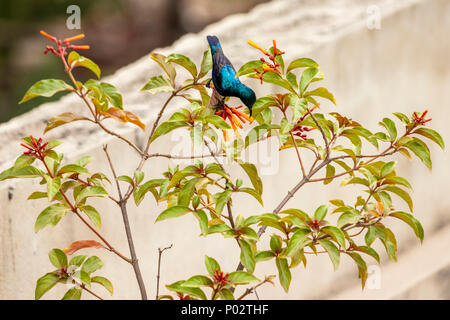 Un maschio di Sunbird viola su una pianta di Hamelia patens nella mia casa. Questa pianta è anche conosciuta come cespuglio di fuoco, cespuglio di hummingbird, cespuglio di scarlatto e rosso testa. Foto Stock