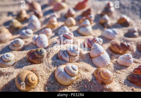 Conchiglie su una spiaggia di sabbia. Estate sfondo con gusci Foto Stock