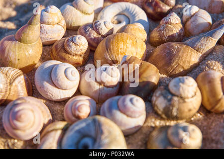 Conchiglie dello sfondo. Estate sfondo con differenti gusci Foto Stock
