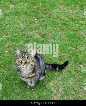 Tabby Cat con copia spazio sopra Foto Stock