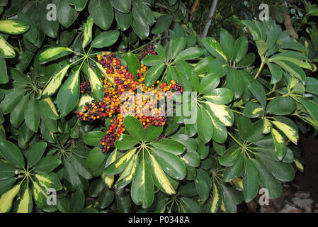 Schefflera arboricola con frutti Foto Stock