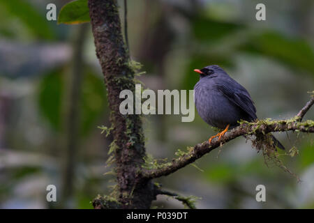 Nero-di fronte Solitaire, Myadestes melanops, turdidae, Monteverde Cloud Forest Riserve, Costa Rica Foto Stock