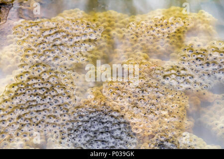 Closeup shot che mostra un sacco di frog spawn a inizio primavera tempo Foto Stock