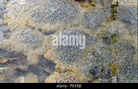 Closeup shot che mostra un sacco di frog spawn a inizio primavera tempo Foto Stock