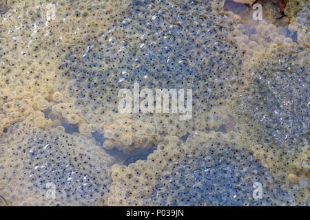 Closeup shot che mostra un sacco di frog spawn a inizio primavera tempo Foto Stock