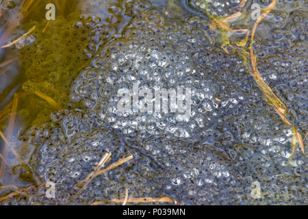 Closeup shot che mostra un sacco di frog spawn a inizio primavera tempo Foto Stock