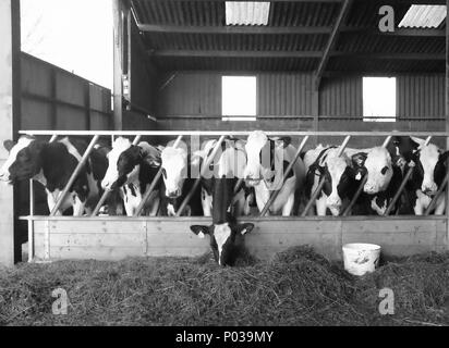 Allevamento di alimentazione bestiame presso l'azienda, Devon, Inghilterra Foto Stock