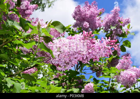 Fiori lilla succursali sul cielo blu nuvole sfondo. Bella fotografia stagionali. Foto Stock