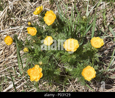 Fiori Selvatici al Lago Kanas National Park, Xinjiang, Cina Foto Stock