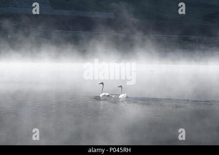 Cigni e la loro covata, Yaze Lago, Kanas Lake National Park, Xinjiang, Cina Foto Stock