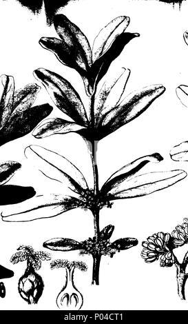 . Inglese: Fleuron dal libro: una descrizione del genere China, comprendere le varie specie di ortaggi da cui il peruviano e altri cortecce di una simile qualità sono presi. Illustrate da figure di tutte le specie finora scoperto. Per cui è preceduto il Professor Vahl la dissertazione su questo genere, leggere prima la società di storia naturale a Copenaghen. Anche una descrizione, accompagnato da figure, di un nuovo genere denominato Hyaenanche: o, Hyaena veleno. 85 Una descrizione del genere China Fleuron T031686-8 Foto Stock