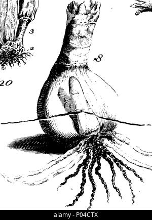 . Inglese: Fleuron dal libro: una descrizione del Guernsey Lilly. Da James Douglas, M. D. medico in straordinario di Sua Maestà. Honorary Fellow del Collegio dei Medici di Londra; e membro della Royal Society. 86 una descrizione dell'isola di Guernsey Lilly Fleuron T031687-13 Foto Stock