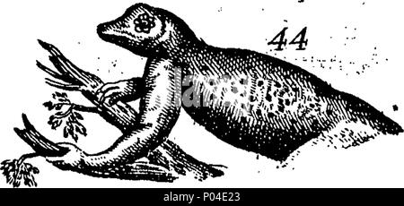 . Inglese: Fleuron dal libro: una descrizione di tre centinaia di animali, vale a dire animali, uccelli, pesci, serpenti e insetti. Con un conto in particolare delle loro modalità di cattura di balene in Groenlandia. Estratto dai migliori autori e adattato per l'uso di tutte le capacità. Illustrato con rame-piastre su cui è curiosamente engraven ogni bestia, uccelli, pesci, Serpent e insetti, descritto in tutto il libro. 87 Una descrizione di tre centinaia di animali, viz Fleuron T118395-38 Foto Stock
