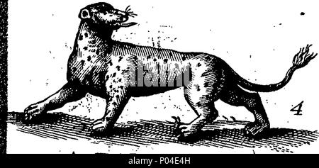 . Inglese: Fleuron dal libro: una descrizione di tre centinaia di animali, vale a dire animali, uccelli, pesci, serpenti e insetti. Con un conto in particolare delle loro modalità di cattura di balene in Groenlandia. Estratto dai migliori autori e adattato per l'uso di tutte le capacità. Illustrato con rame-piastre su cui è curiosamente engraven ogni bestia, uccelli, pesci, Serpent e insetti, descritto in tutto il libro. 87 Una descrizione di tre centinaia di animali, viz Fleuron T118395-7 Foto Stock