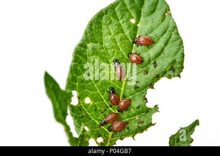 Giovani Colorado beetle mangia foglie di patata - isolato su sfondo bianco. Colorado beetle mangia una patata foglie giovani. Parassiti distruggono un raccolto sul campo Foto Stock