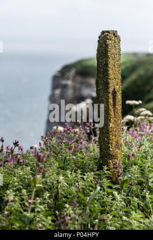 Bempton Cliffs nel giugno 2018 Foto Stock