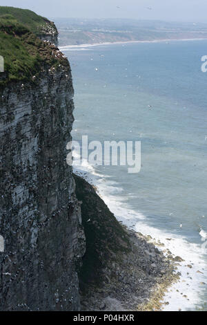 Nido di uccelli marini a Bempton Cliffs nel giugno 2018 Foto Stock