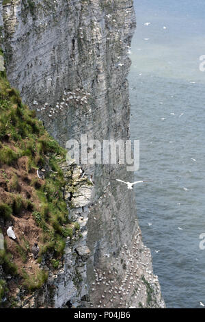 Nido di uccelli marini a Bempton Cliffs nel giugno 2018 Foto Stock