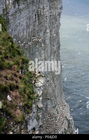 Nido di uccelli marini a Bempton Cliffs nel giugno 2018 Foto Stock