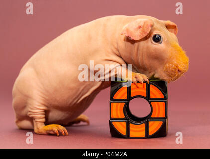 Skinny maiale della guinea in studio con un giocattolo cubo Foto Stock