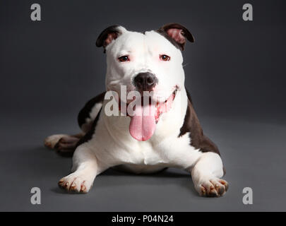 American Staffordshire cane in studio Foto Stock
