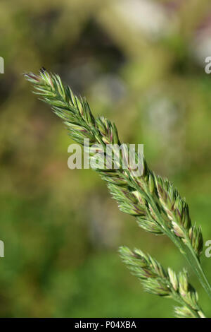 Lama di erba con semi Foto Stock