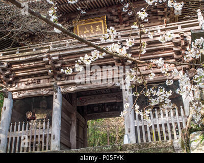 Tempio Gateway, Nio guardian, statua lignea, sakura hamani fiore di ciliegio, tempio Chikurinji 31, Shikoku 88 tempio pellegrinaggio, Shikoku 88 tempio SIF Foto Stock