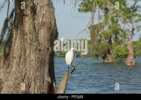 Snowy garzetta su un ramo nel bacino Atchafalay in Louisiana Foto Stock