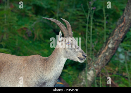 Stambecco delle Alpi (Capra ibex) in area faunistica, Osservatorio Eco-Faunistico Alpino, Aprica, Lombardia, Italia Foto Stock