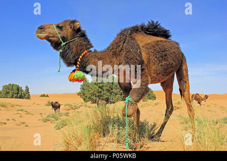 Cammelli nel deserto del Sahara, Merzouga, Marocco Foto Stock