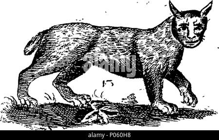 . Inglese: Fleuron dal libro: una descrizione dei tre suddetti centinaia di animali, vale a dire animali, uccelli, pesci, serpenti e insetti. Con un conto in particolare del modo di catturare le balene in Groenlandia. Estratto dai migliori autori e adattato per l'uso di tutte le capacità. Illustrato con copperplates. Sul quale è curiosamente Engraven ogni bestia, uccelli, pesci, Serpent e insetti, descritto in tutto il libro. 82 una descrizione dei tre suddetti centinaia di animali, viz Fleuron T135452-23 Foto Stock