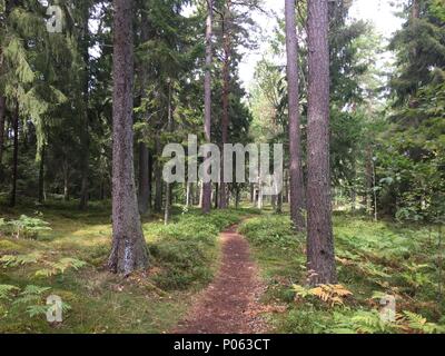 Weg durch den Wald in Schweden, percorso attraverso i boschi della Svezia Foto Stock