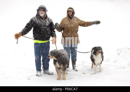 Lo stato di New York, Stati Uniti d'America, inverno 2017: un giovane a piedi i loro cani durante una tempesta di neve in Valle di Mohawk di New York Foto Stock