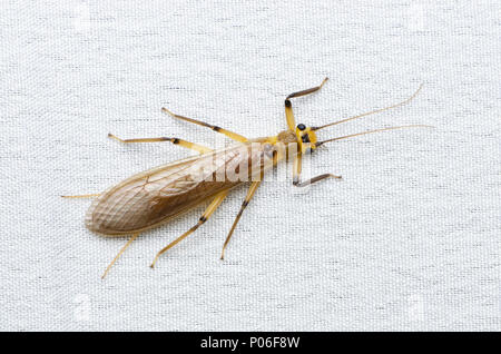 Stoneflies sulla tela bianca. Foto Stock