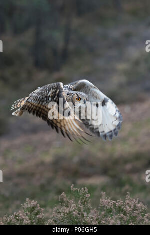 Indian Eagle-Owl / Rock / Eagle-Owl Bengalenuhu ( Bubo bengalensis ) in volo attraverso i boschi, sbattimenti le sue ali, silenzioso, caccia. Foto Stock