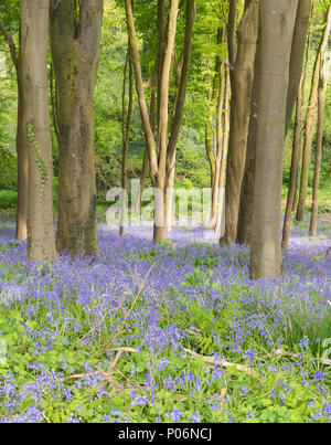 Bluebells in prima il legno vicino a Bristol, Inghilterra Foto Stock