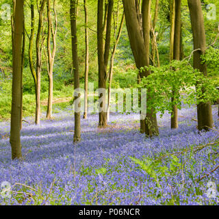 Bluebells in prima il legno vicino a Bristol, Inghilterra Foto Stock