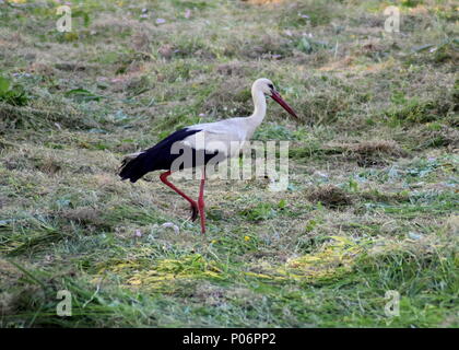 Foto di cicogna solitario in un prato Foto Stock