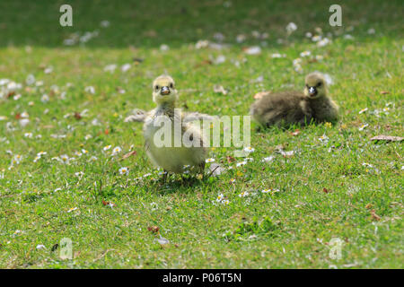 Londra, 8 giugno 2018. Regno Unito meteo: tre cheeky Graylag Goose (Anser anser) pulcini godetevi il loro avventurosa giornata piena di sole e temperature calde, il pascolo in uno di Londra parchi. Credito: Imageplotter News e sport/Alamy Live News Foto Stock