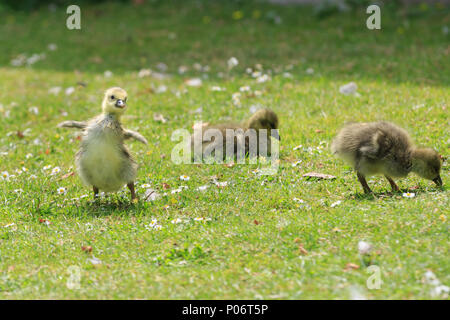 Londra, 8 giugno 2018. Regno Unito meteo: tre cheeky Graylag Goose (Anser anser) pulcini godetevi il loro avventurosa giornata piena di sole e temperature calde, il pascolo in uno di Londra parchi. Credito: Imageplotter News e sport/Alamy Live News Foto Stock